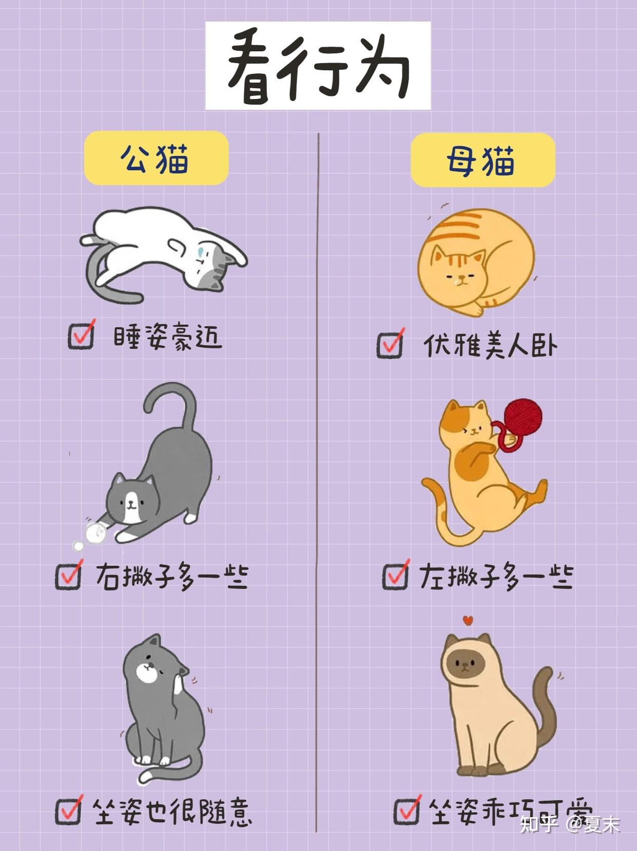 公猫VS母猫，新手养猫，养公猫还是母猫？ - 知乎