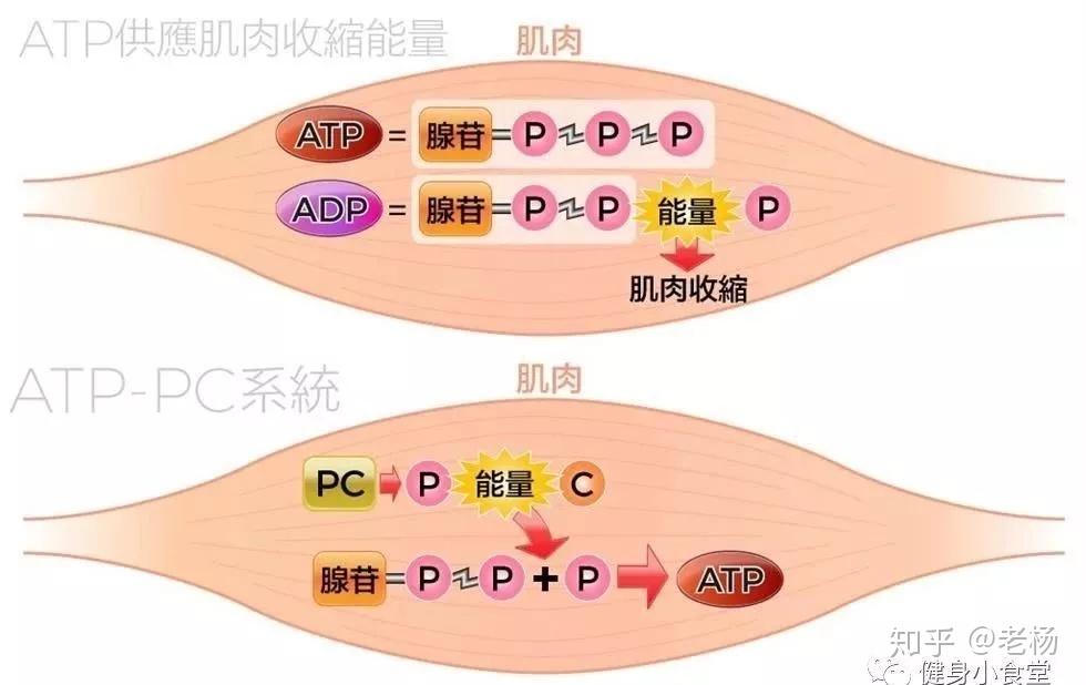 实际上,体内atp浓度高了,又会在肌酸激酶的作用下转化为磷酸肌酸储存