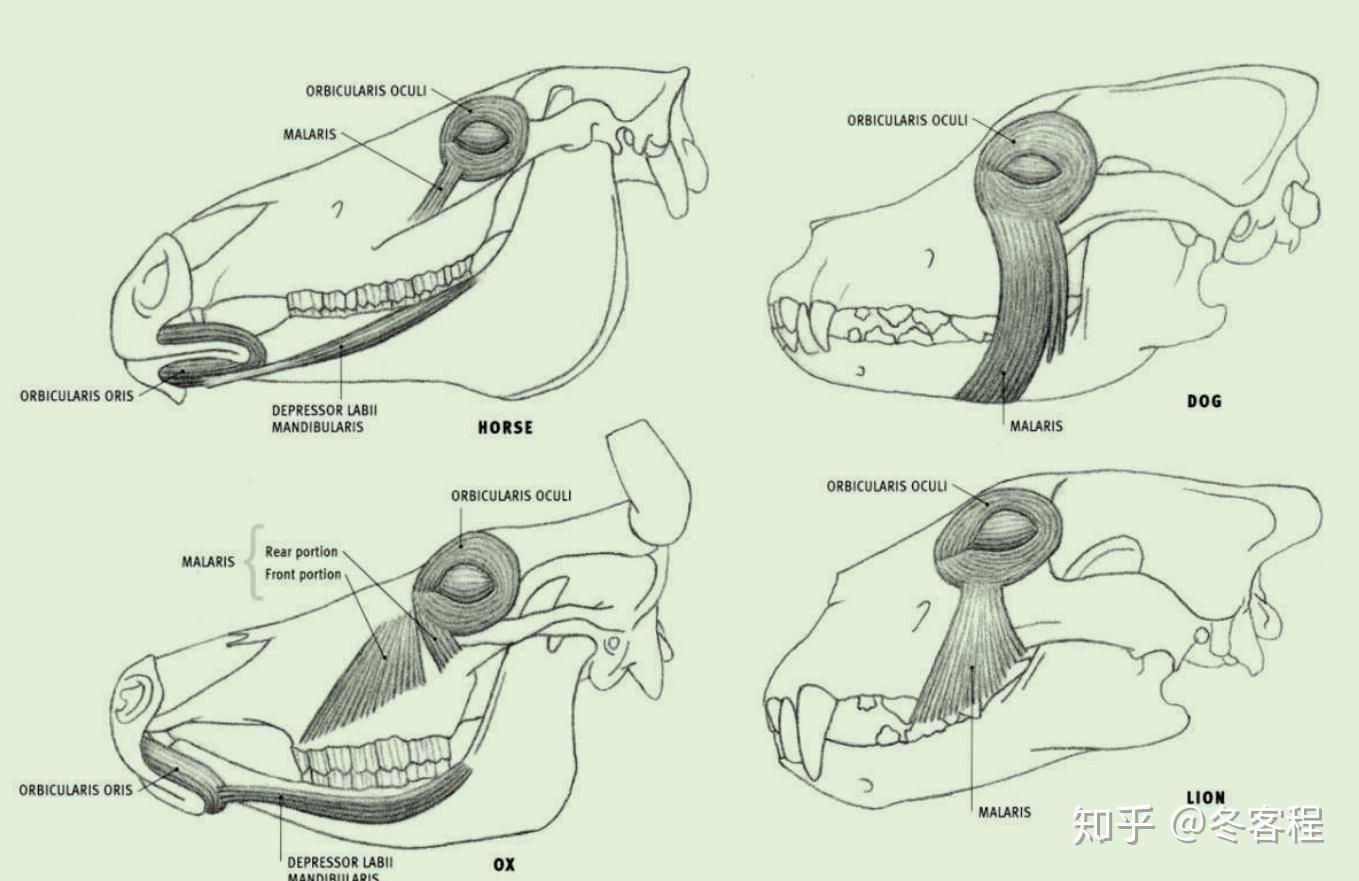 动物肌肉头部肌肉05