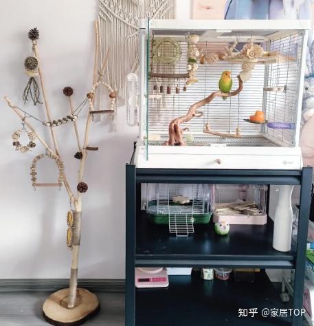 下班路上捡的“树枝”拿回家,换个思路用,竟然变成了生活神器 - 知乎