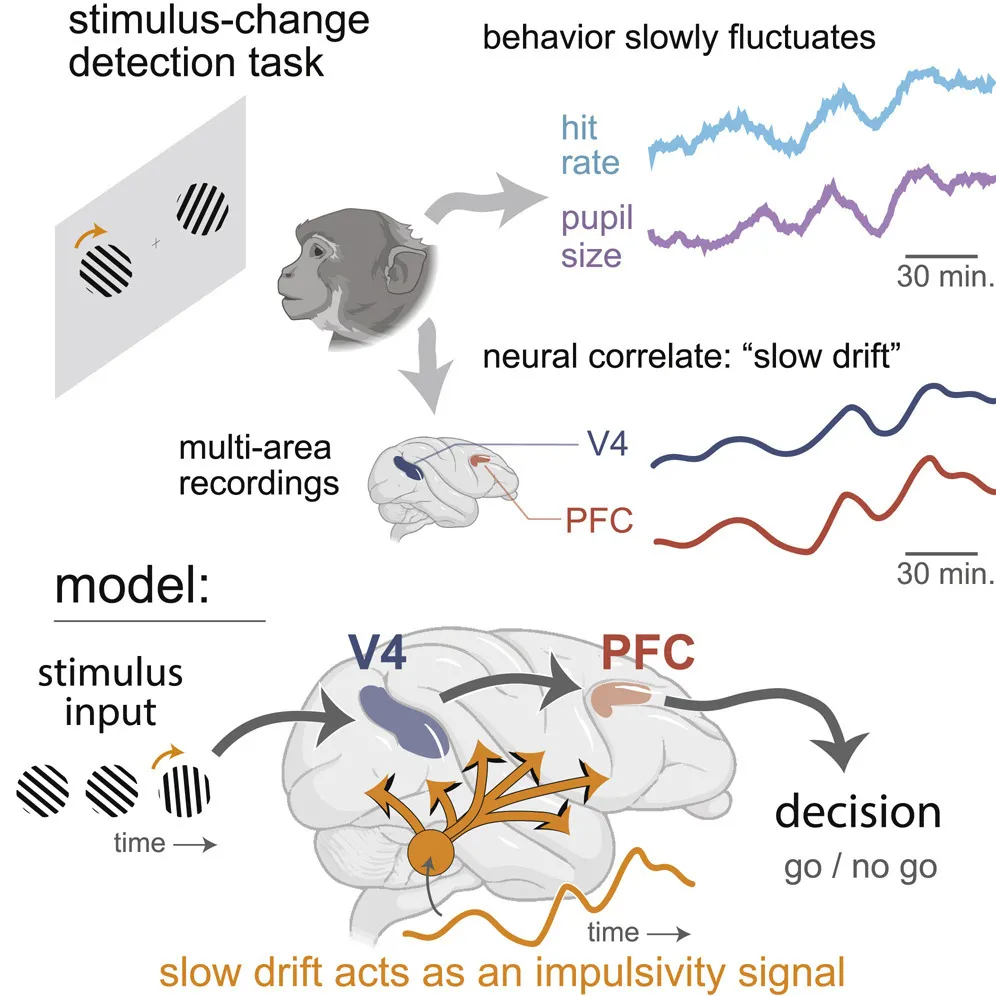 gradients,下图a)中感知到运动,这被称为"运动视觉"(illusory motion