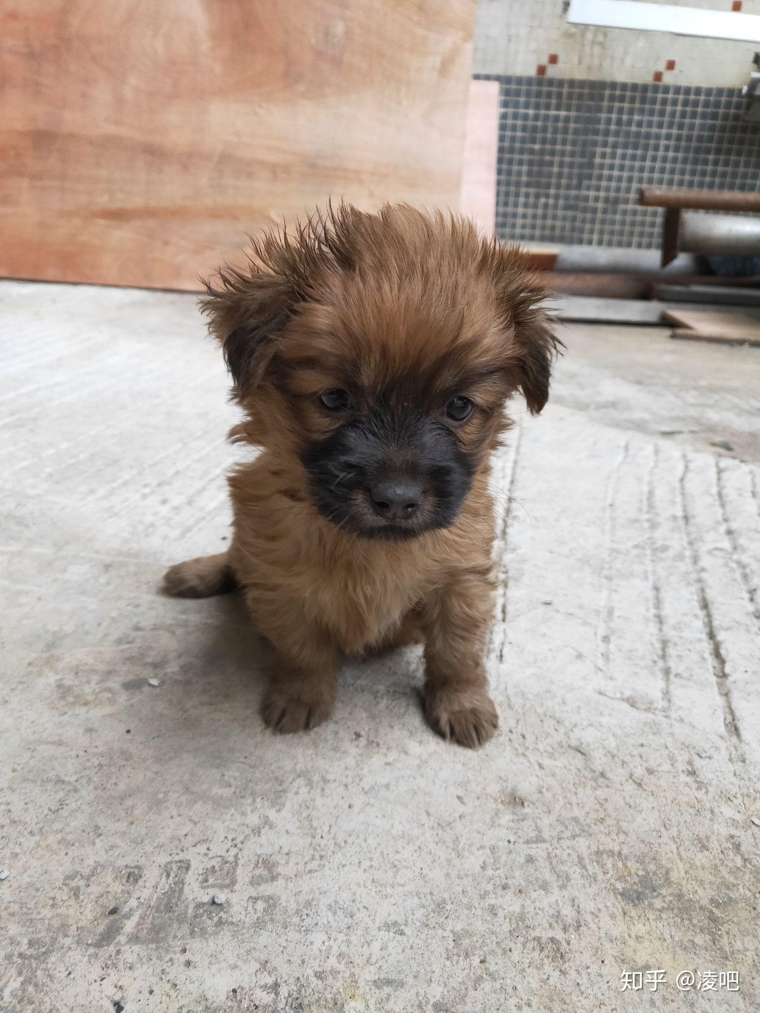 你们会救助一条得细小的中华田园犬吗