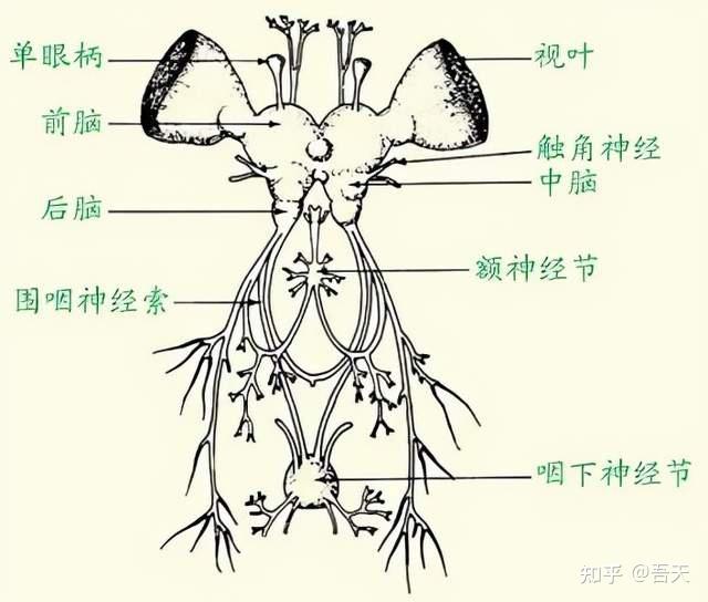 苍蝇真狠会把自己的头拧下来玩没了头的苍蝇会怎么样