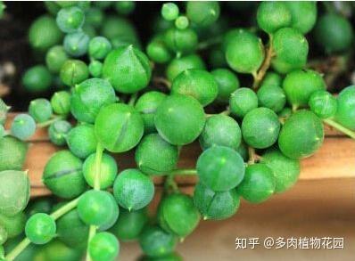 佛珠不会养 这样养护三个月就会爆盆 关键还漂亮 知乎