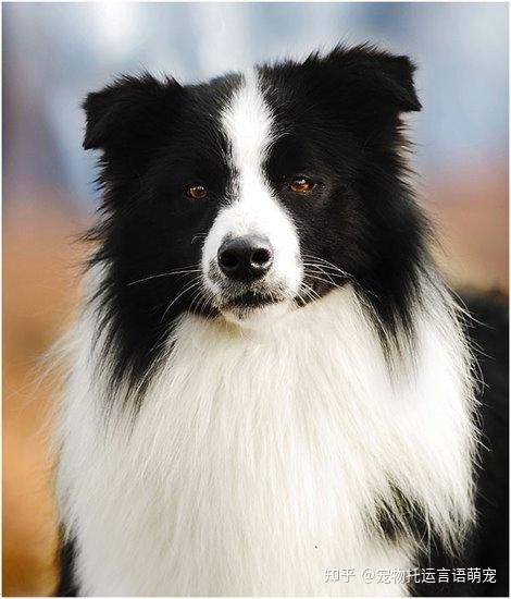 边境牧羊犬有着丰润而柔软的披毛,具备有高度灵性与优雅的外貌,性格