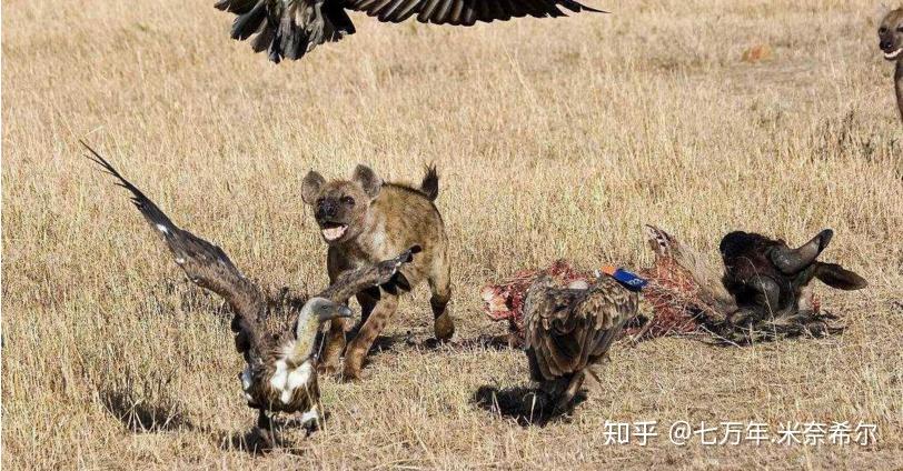 鳥為什麼能飛行看看禿鷲爭搶鬣狗食物就知道了