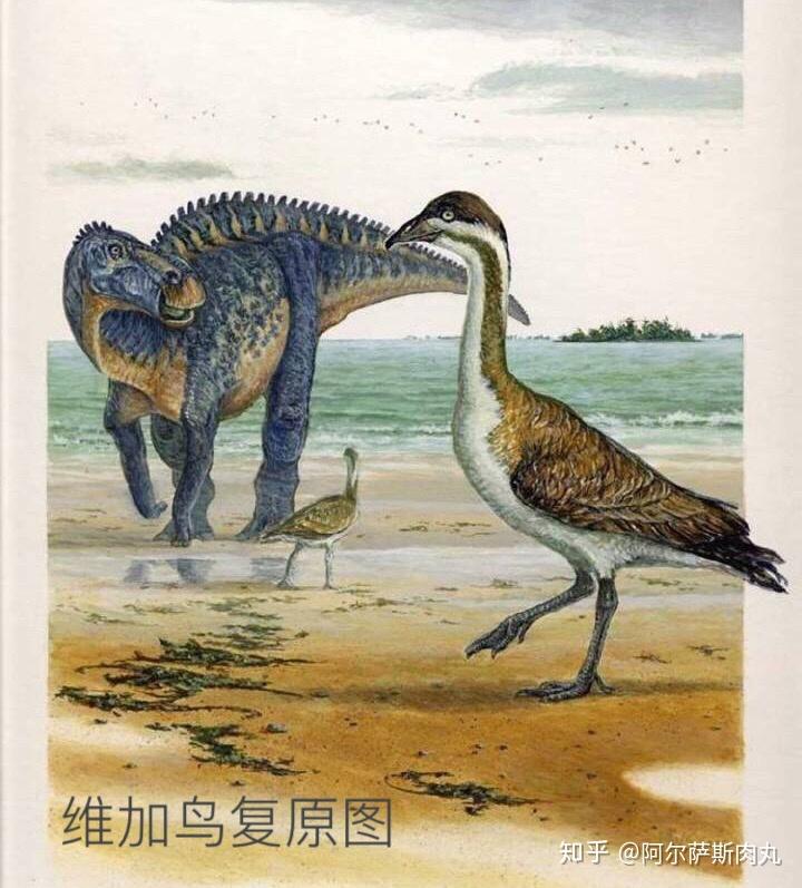「Prehistoric Park丨史前公园 1」巨鸟奔腾——骇鸟兴衰简史 - 知乎