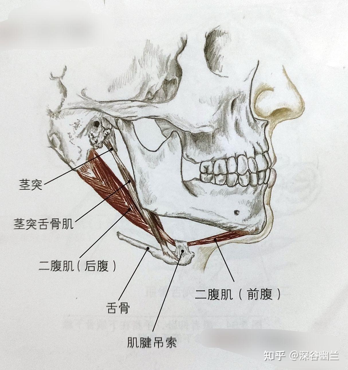 二腹肌前腹起于下颌骨下缘内侧,靠近骨连合,后腹起于颞骨乳突切迹(在
