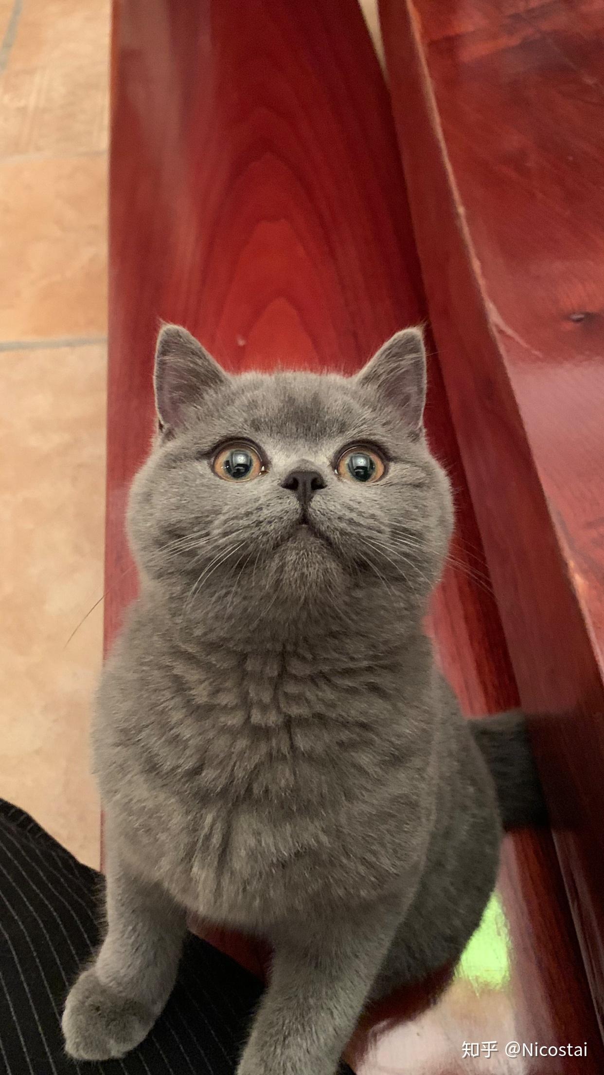 蓝色眼睛的猫有哪些品种？ - 知乎