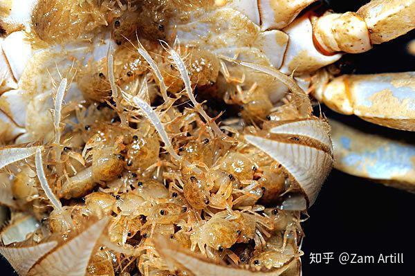 鄙视那些不懂装懂的螃蟹科普文章，我搜集大量资料写下这一篇 - 知乎
