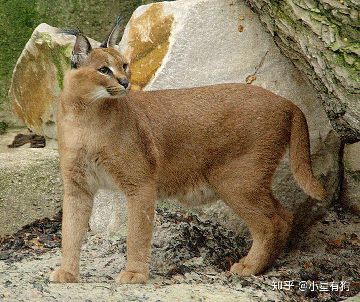 猫科の完全指南②--猞猁谱系 - 知乎