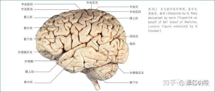 最佳推荐 | 高清详细的神经系统解剖学(全) - 知乎