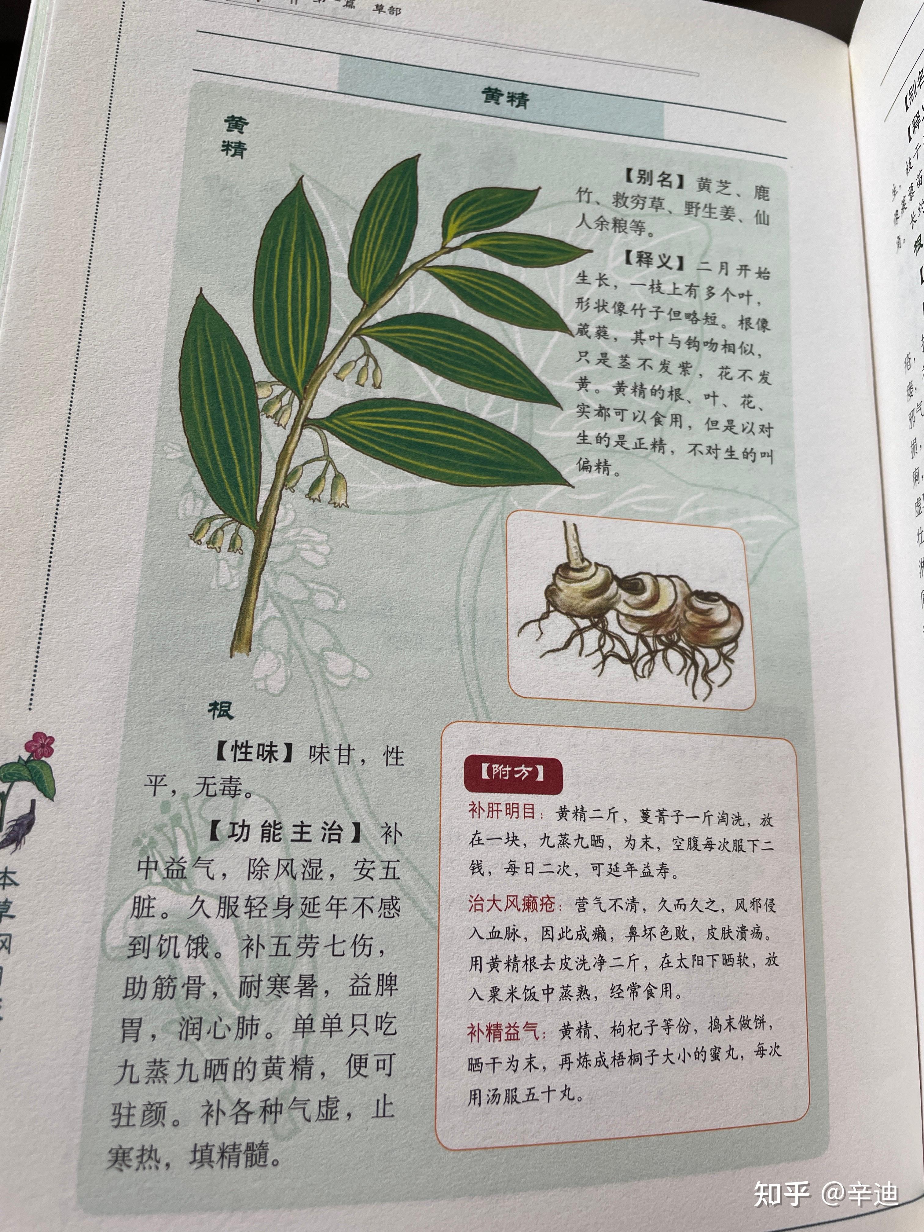 黄精 - 知乎