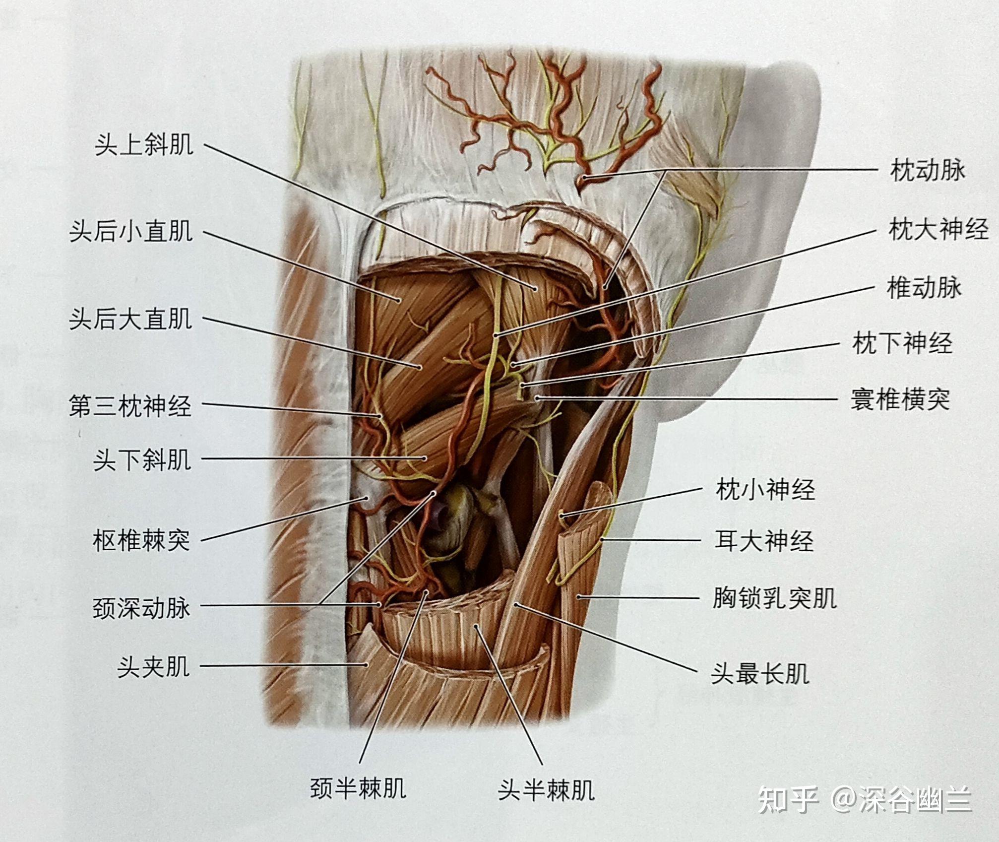 枕大神经正确位置图图片