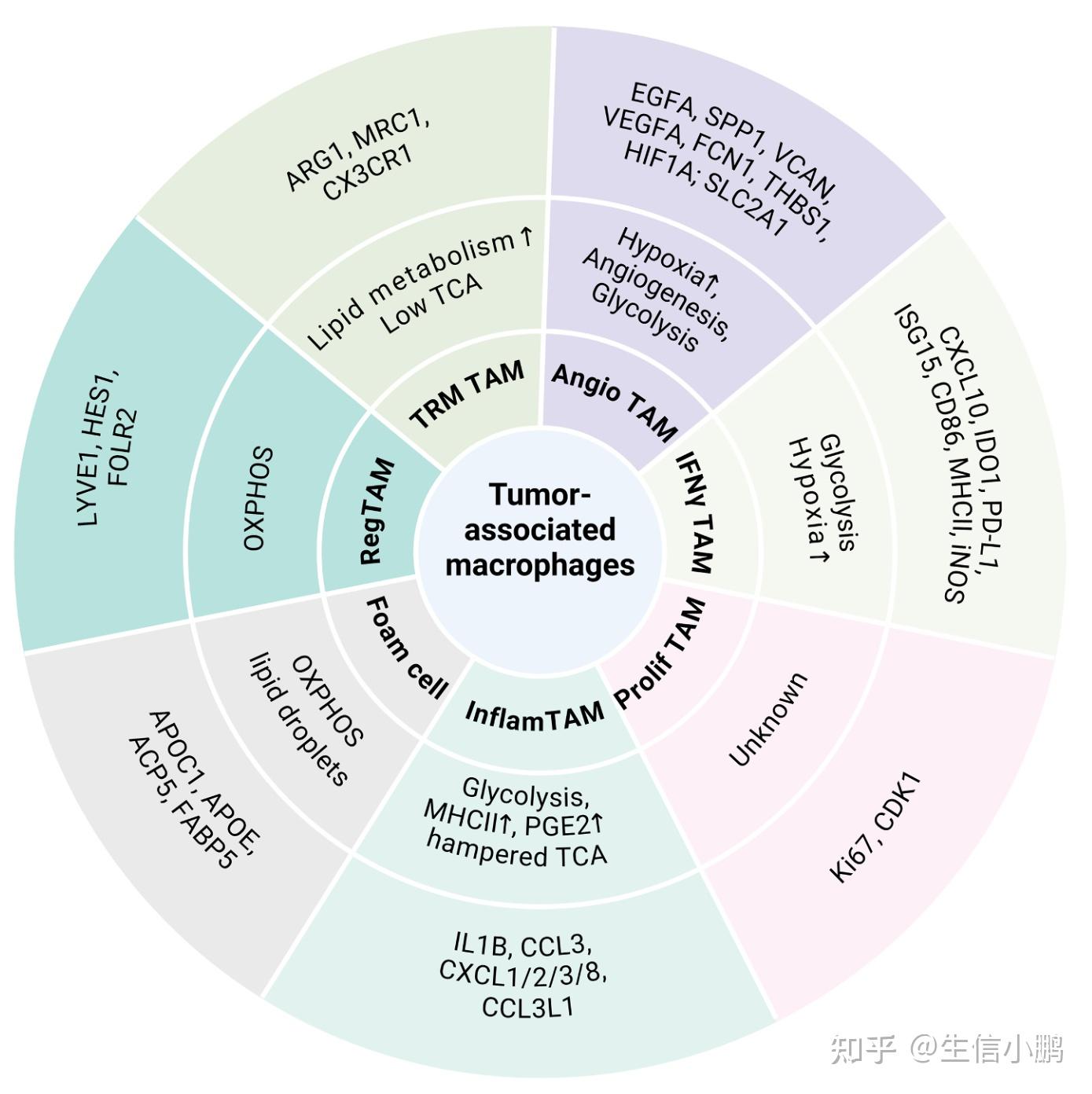 European Journal of Cancer | 肿瘤相关巨噬细胞的代谢调控梳理|通路、功能亚群与干预策略综述 - 知乎