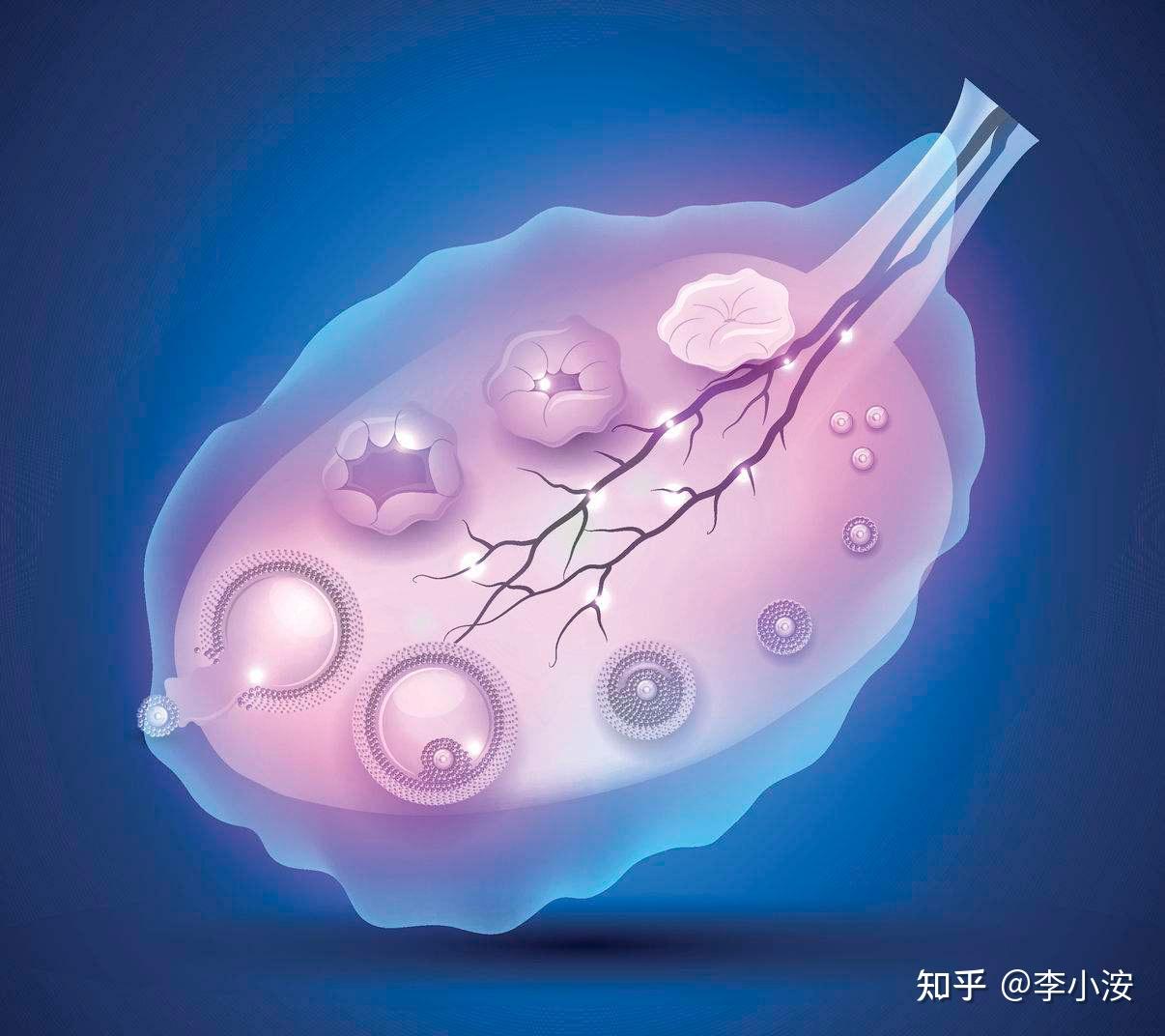 至排卵期前,由于体内雌激素水平升高,促使宫颈腺体的上皮细胞增生