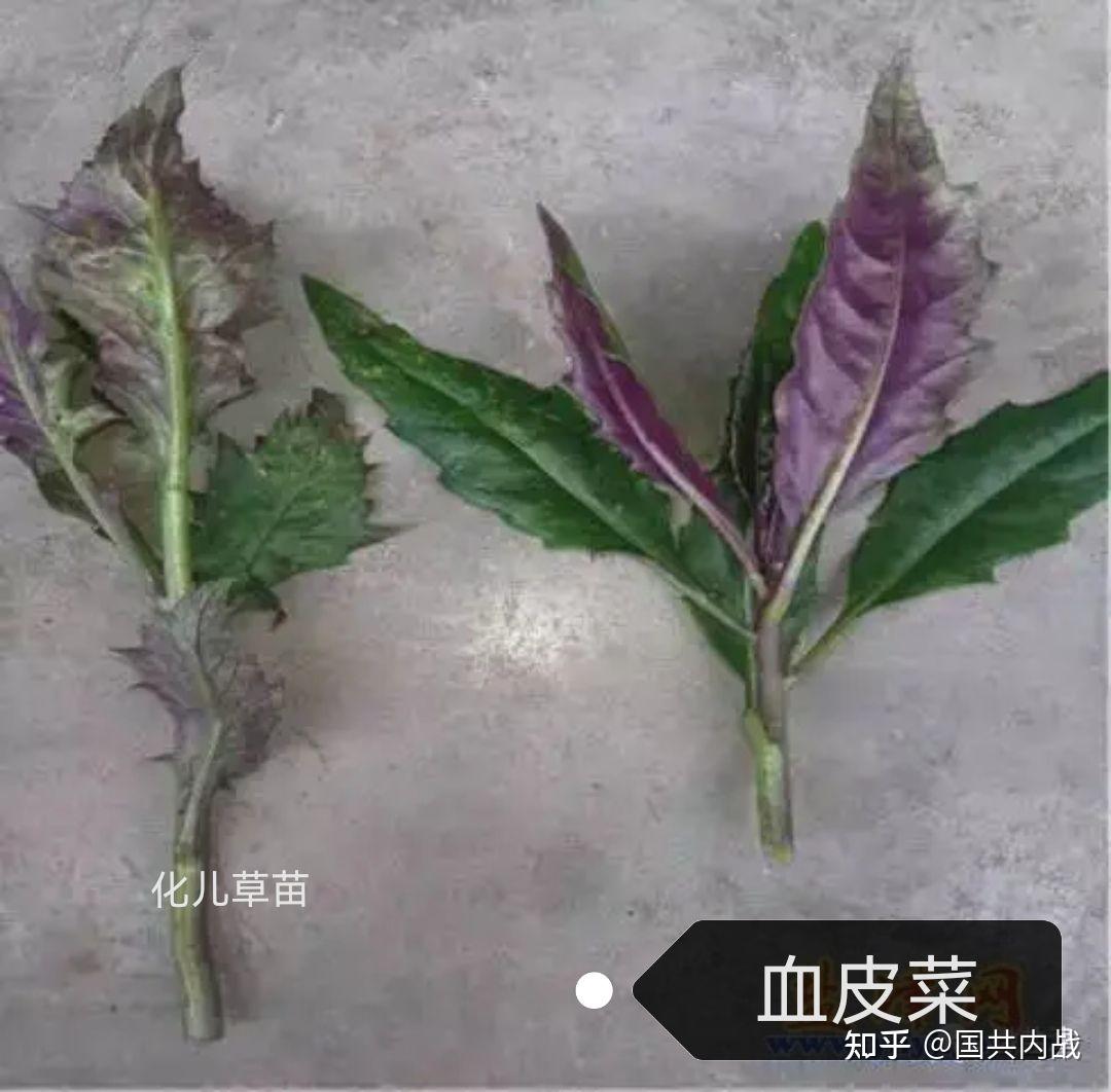 化儿草作用图片