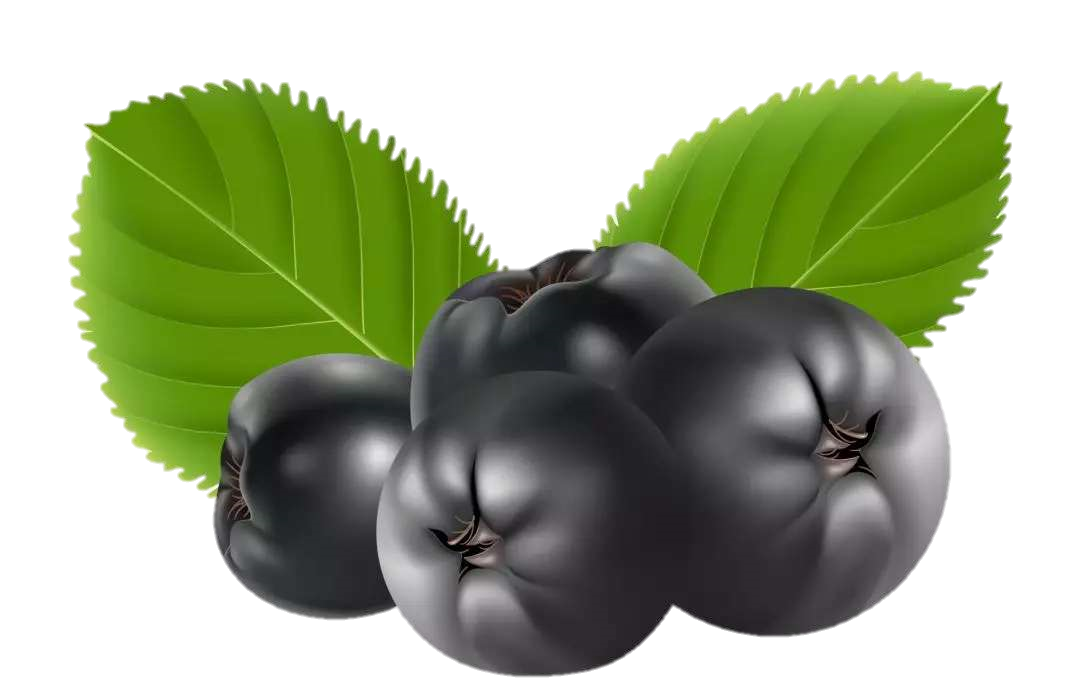 为青春而生,留住时光的紫色生命力的不老莓