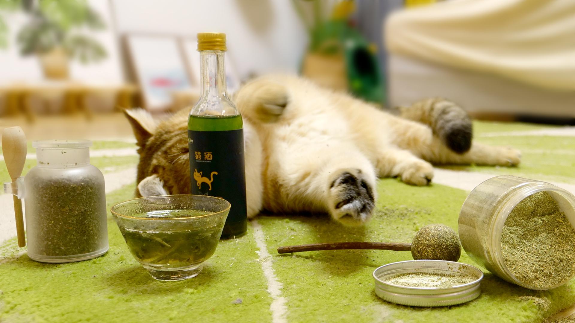 小奶猫偷喝了主人的酒大醉不醒