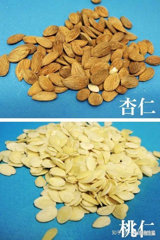 家里有小孩子的要注意预防孩子误食过量的苦杏仁,桃仁.