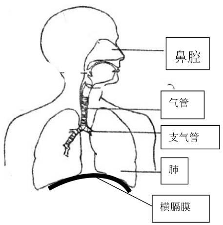 上呼吸道简笔画图片