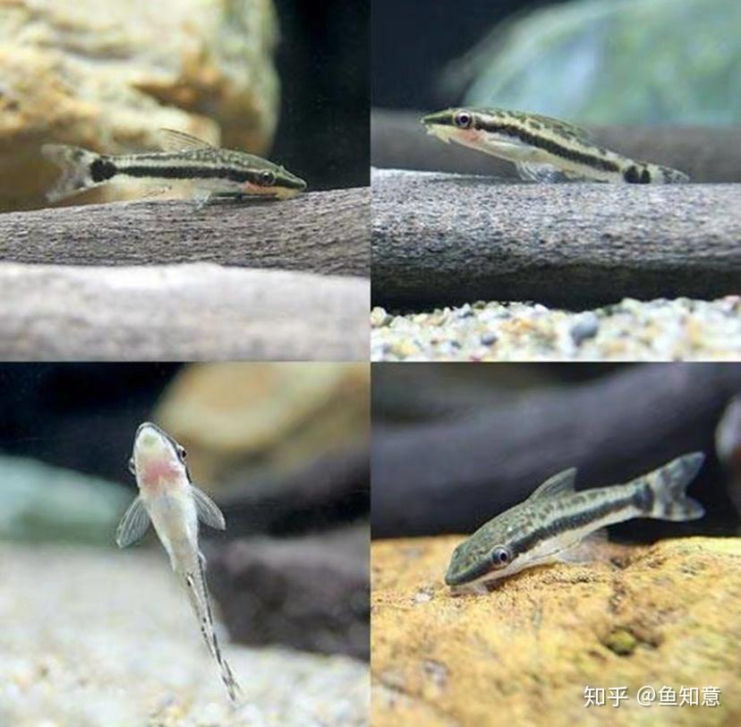 小型观赏鱼小精灵鱼