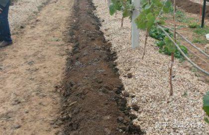 同样种葡萄 别人的果子 黑 大 甜 而你的 巨峰 却 红粒带着酸 大粒红宝石葡萄 Duboot网