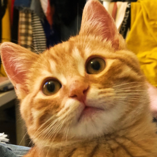 读书代码与猫