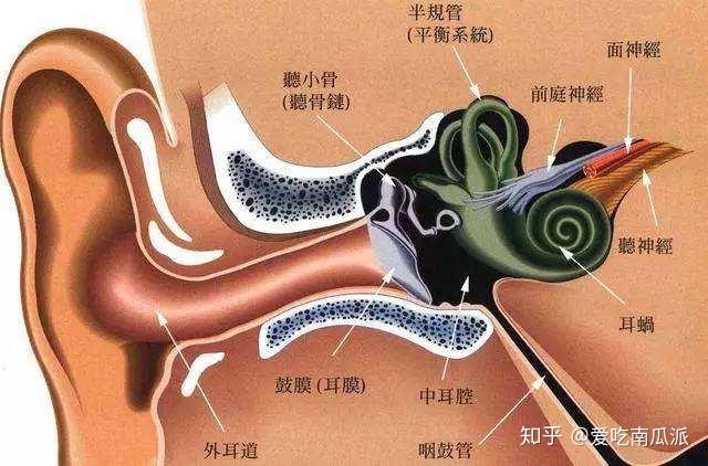 外耳道口的准确位置图片