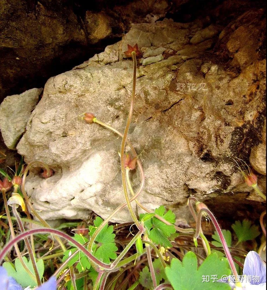 遗世独立的距瓣尾囊草 - 知乎