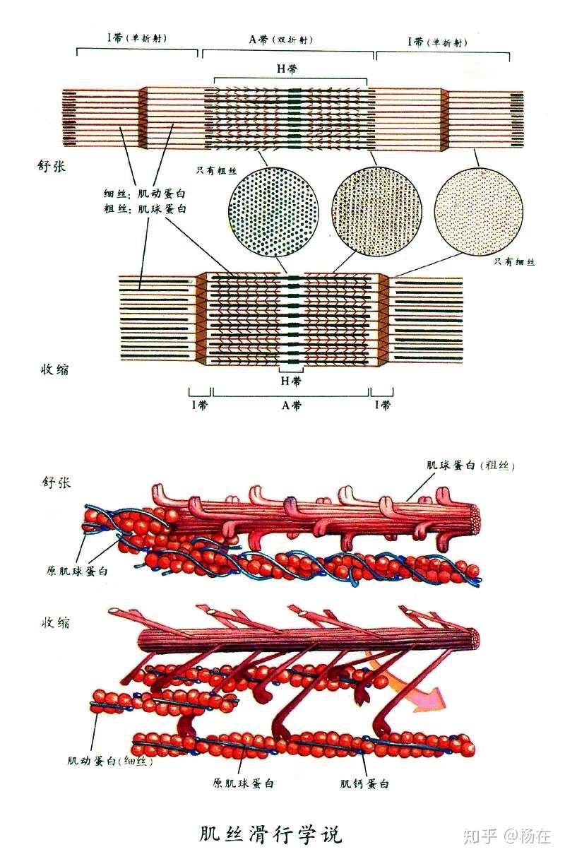讲肌肉的微观结构，骨骼肌肉收缩的主要微观结构是粗肌丝和细肌丝，如图