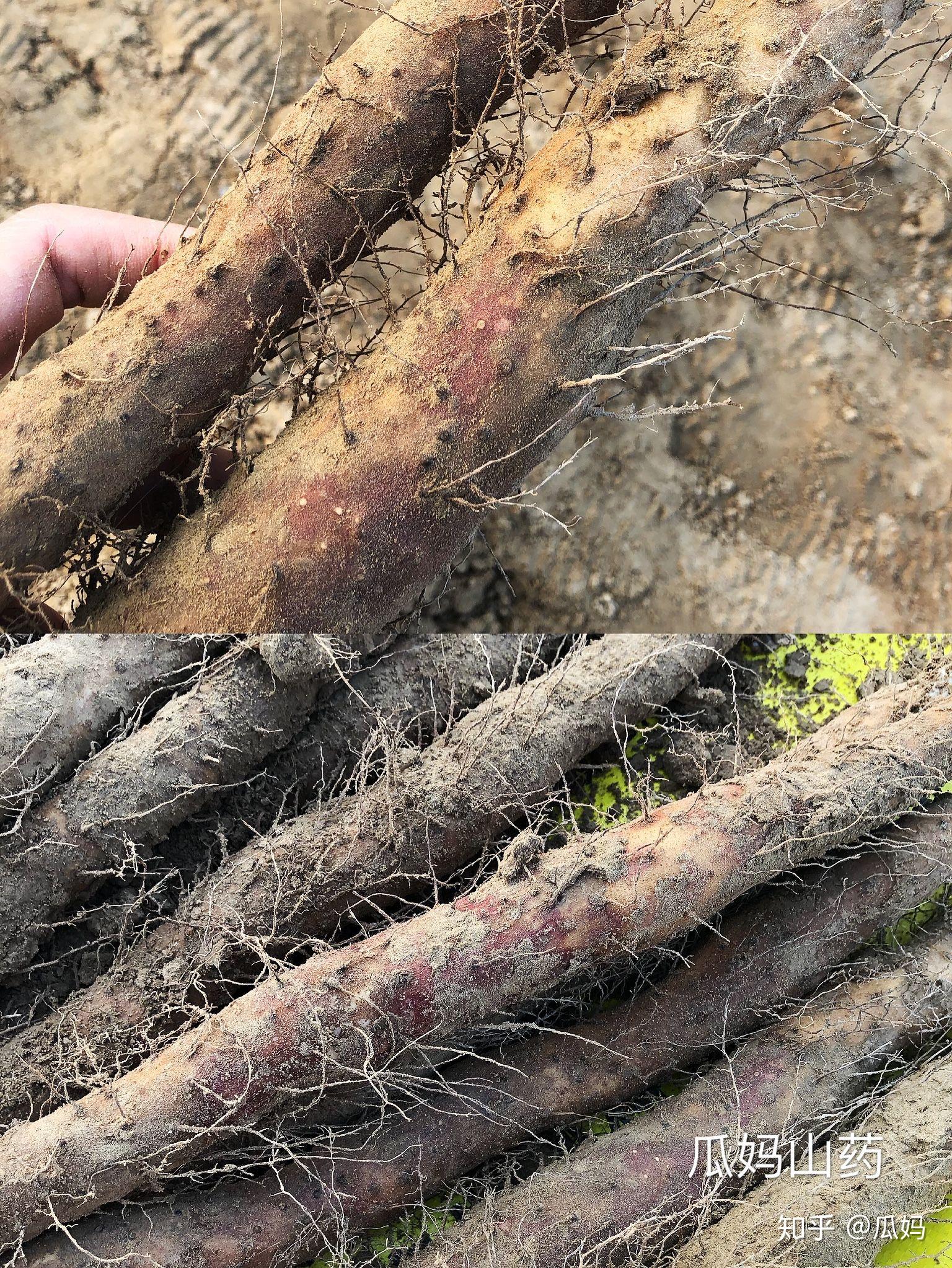 土生土长焦作人教你辨别真正的焦作铁棍山药