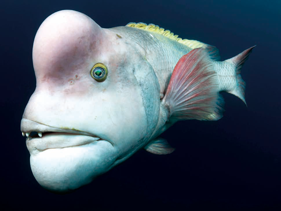 世界十大恐怖怪鱼图片