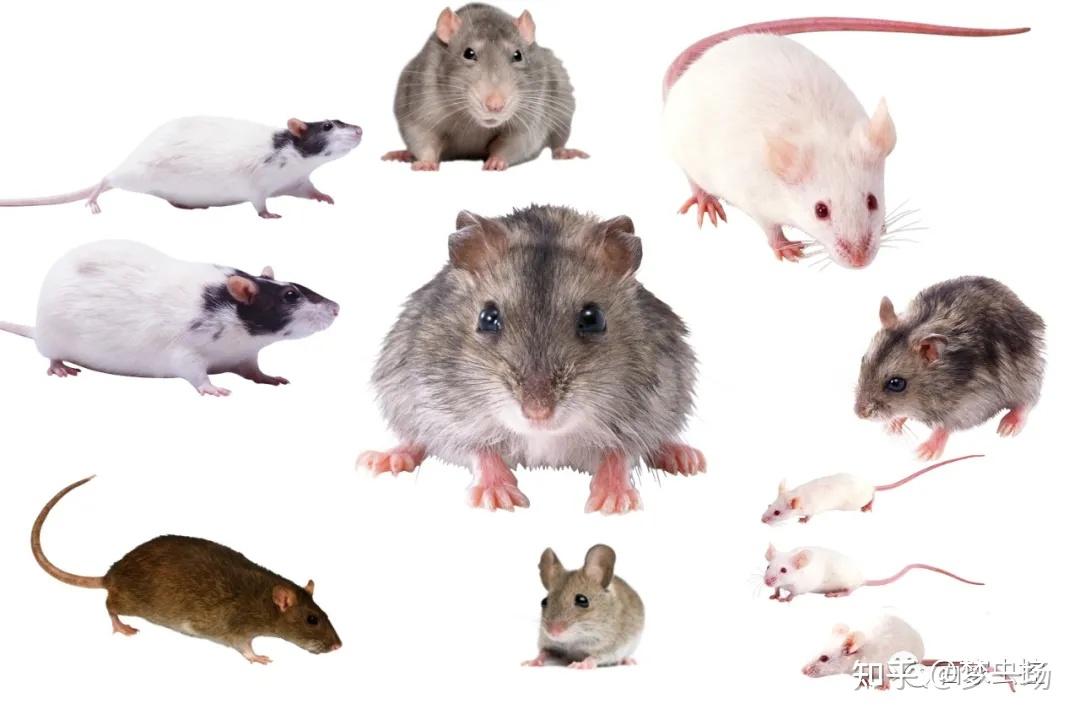 一,老鼠的种类从事四害消杀环境消毒行业,专业pco一枚67梦一场