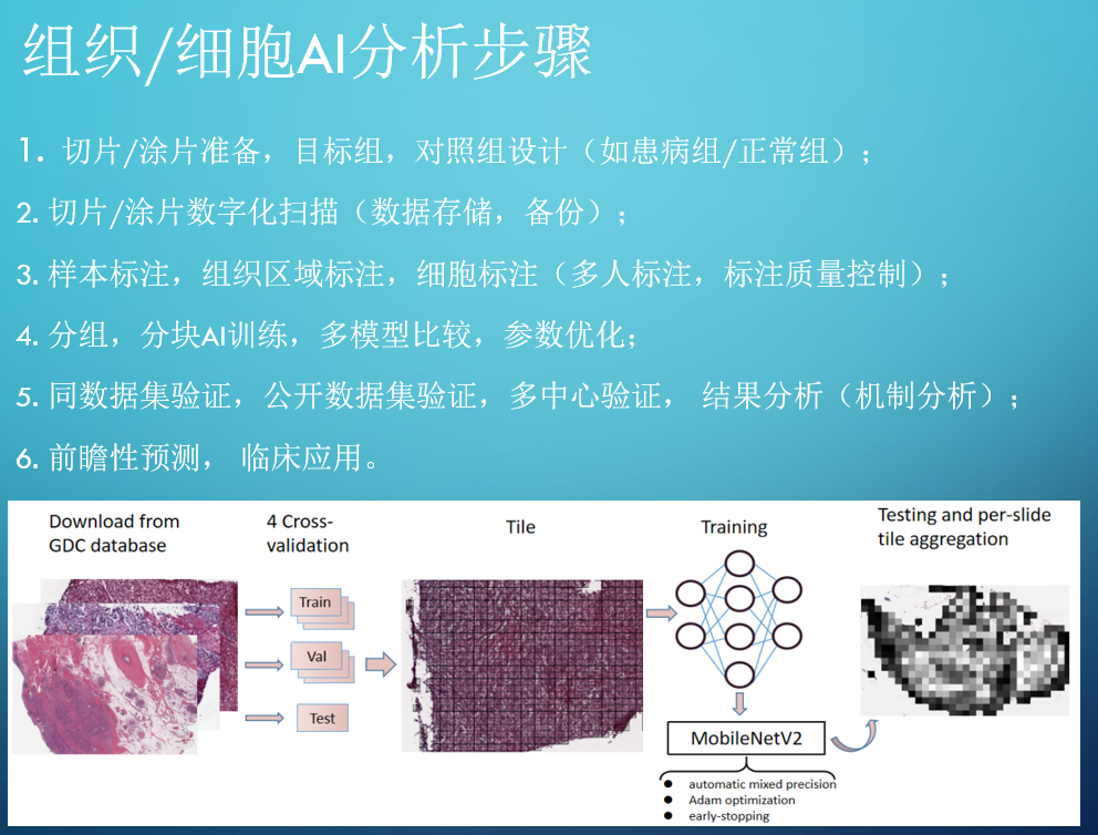 natimmu轉錄輔因子tle3決定記憶性cd8t細胞分化