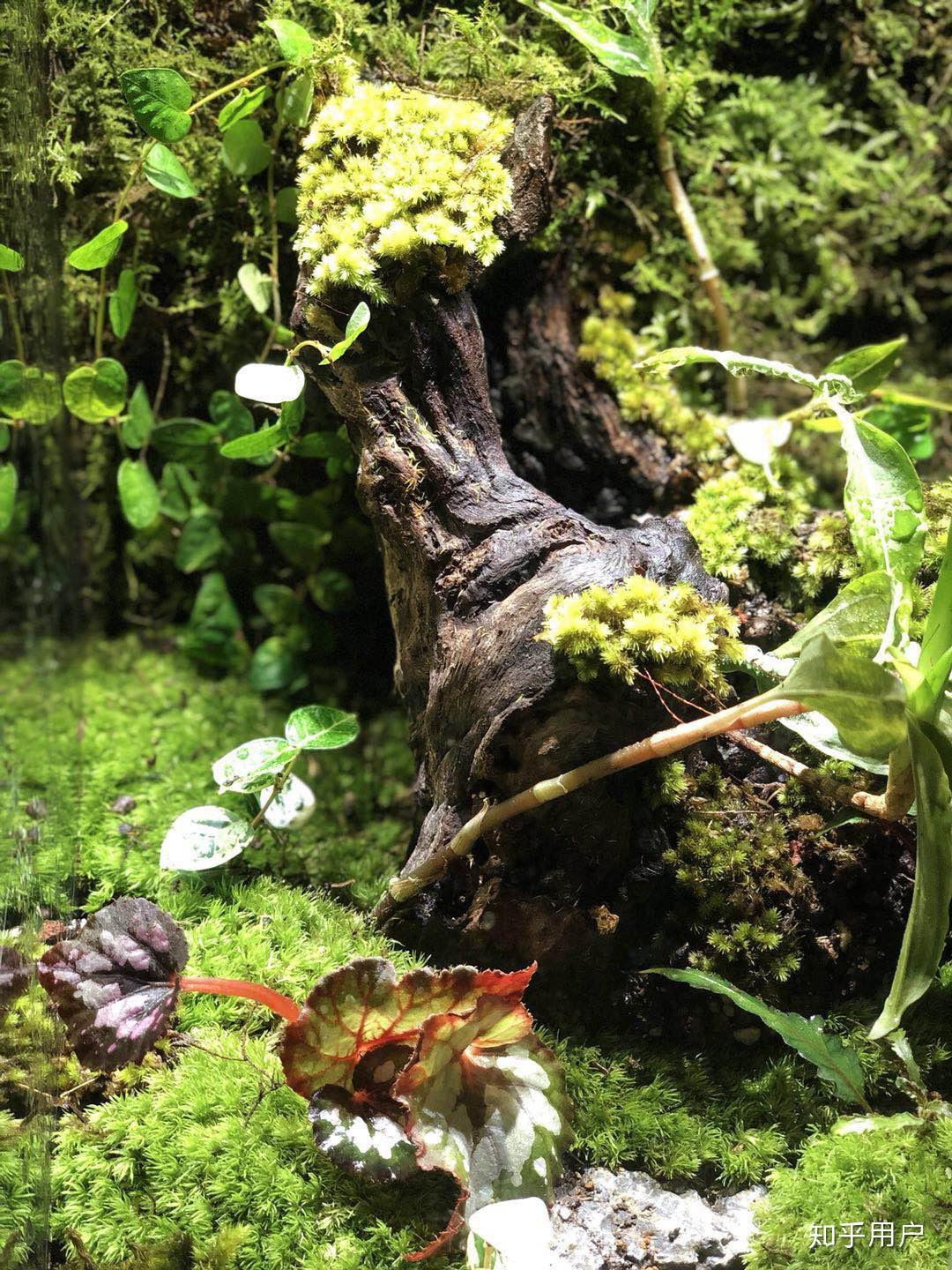 重庆异形雨林缸制作流程分享|植来植趣|异形|雨林|凤梨_新浪新闻