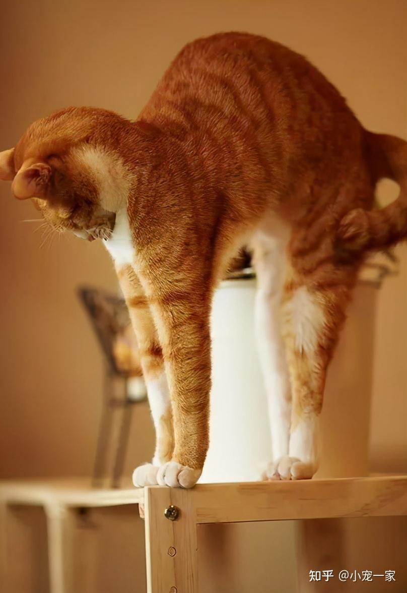 猫咪伸懒腰表情图片