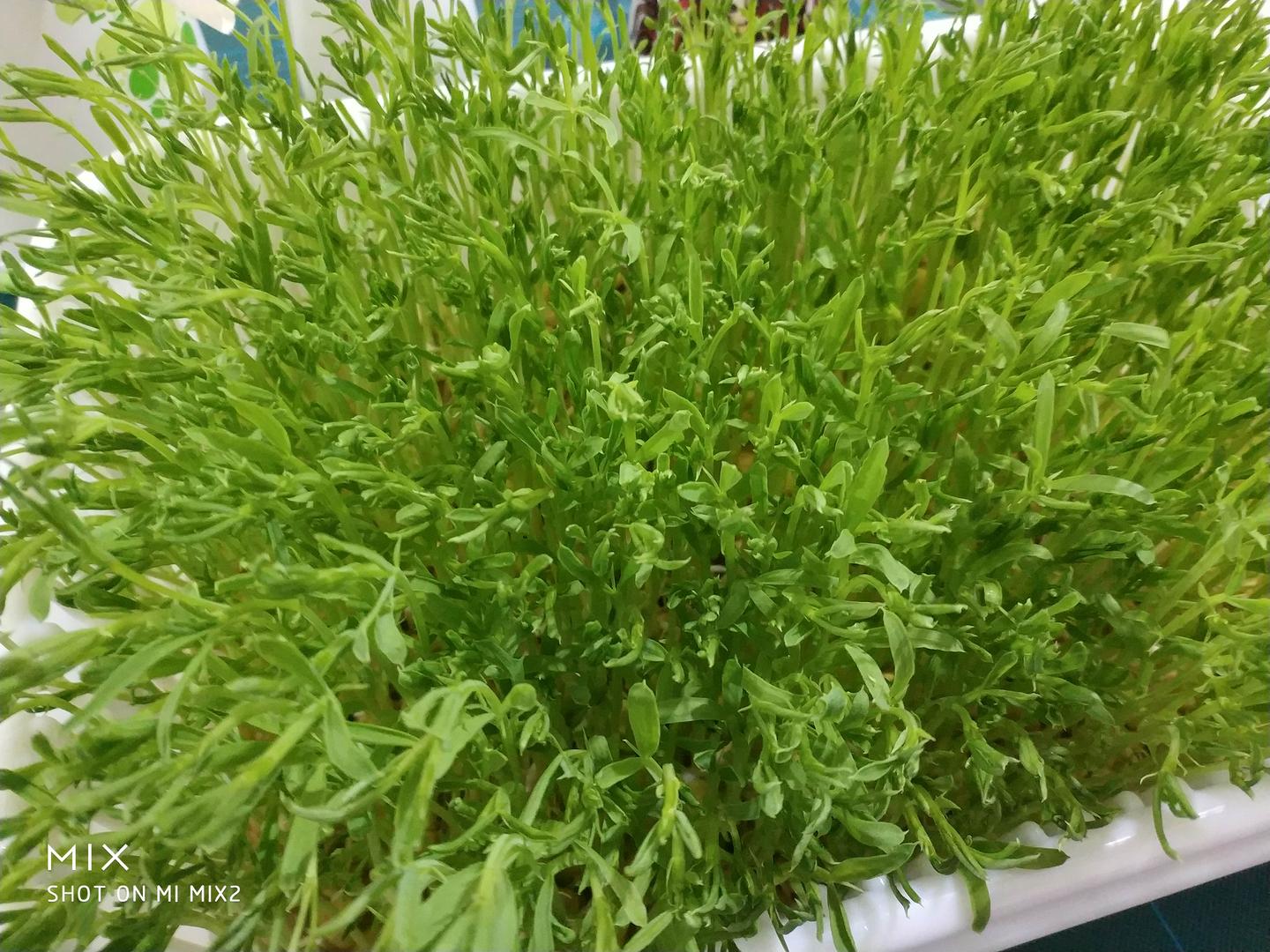 家庭水培芽苗菜 知乎