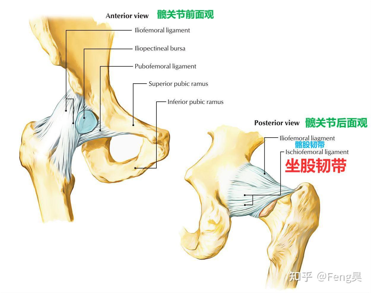 (3)坐股韧带:位于髋关节囊的后面,起自髋臼的后部与下部,向外上方,经