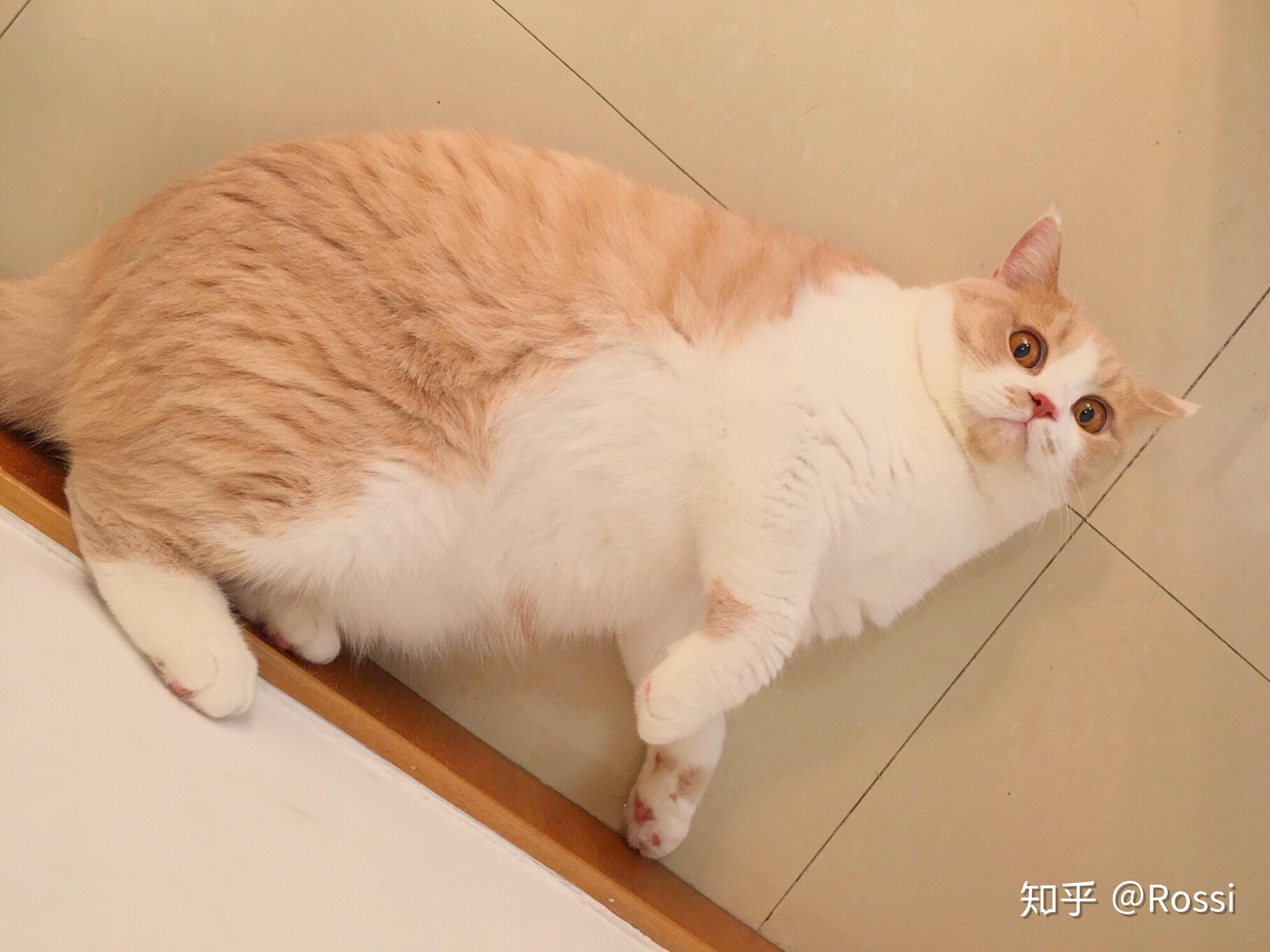 买到一只橘色英短是什么体验?