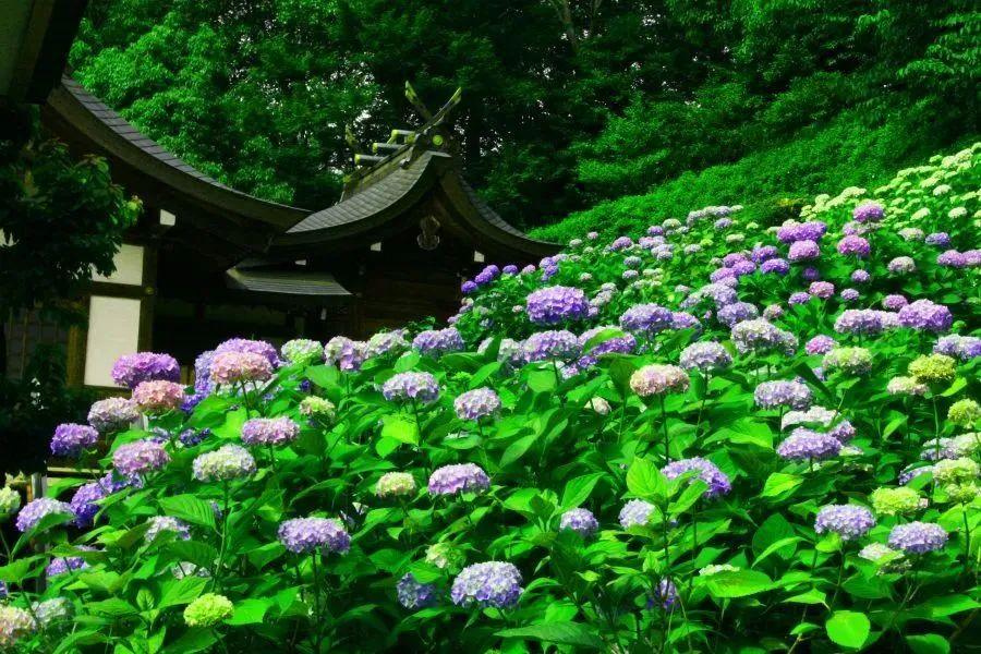 樱花的季节过去是时候轮到紫阳花开场啦