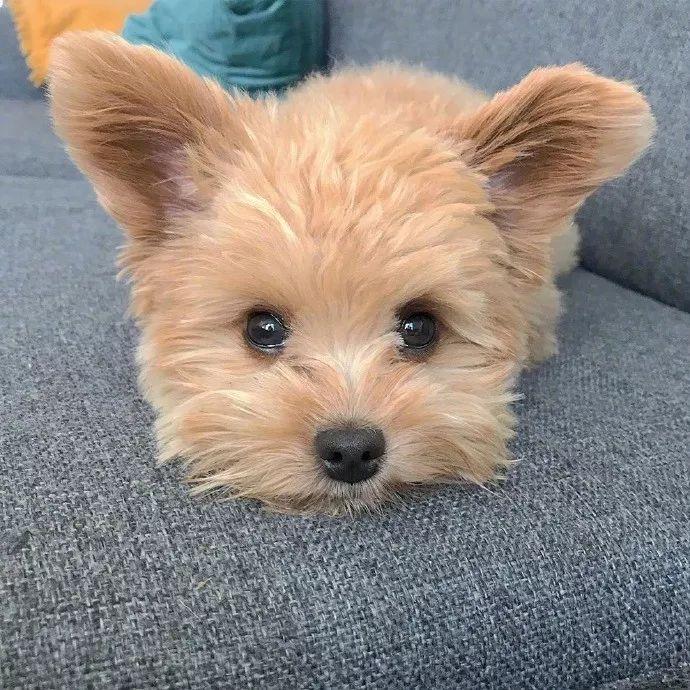 网友家的飞耳版泰迪这样子也太可爱了吧