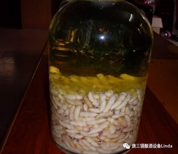 蜂蛹酒治风湿和风痛的良药蜂蛹酒的泡制和疗效