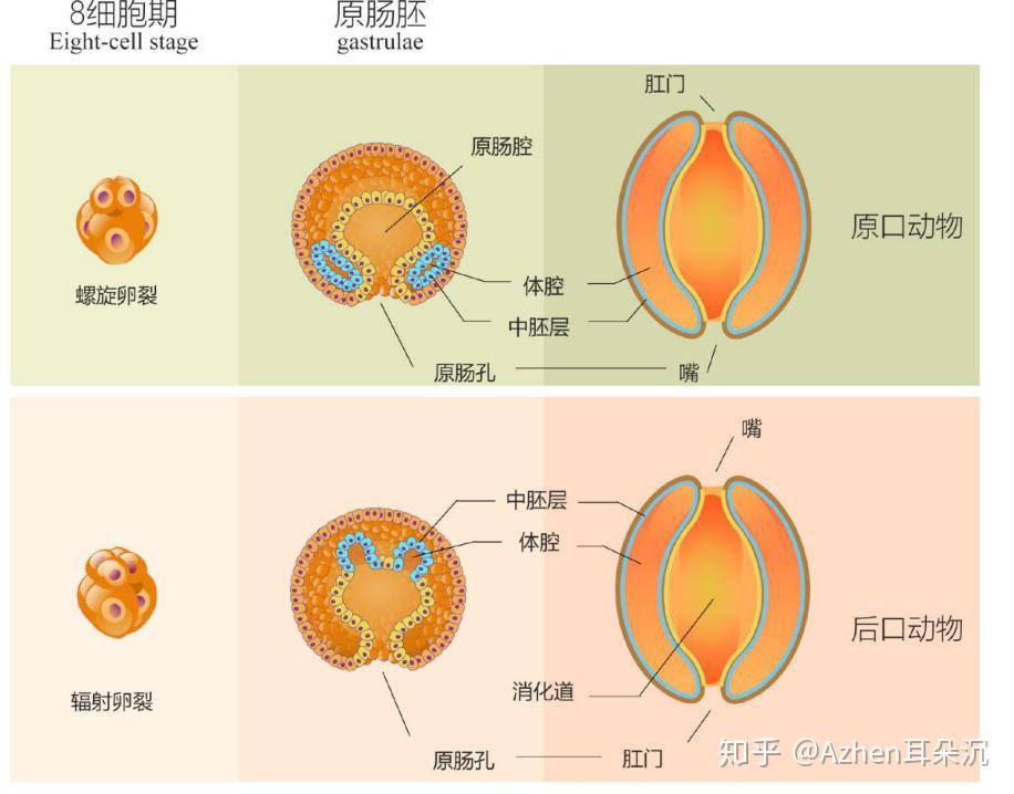 原口和后口是指胚胎发育为原肠胚期时的两种不同的方式.