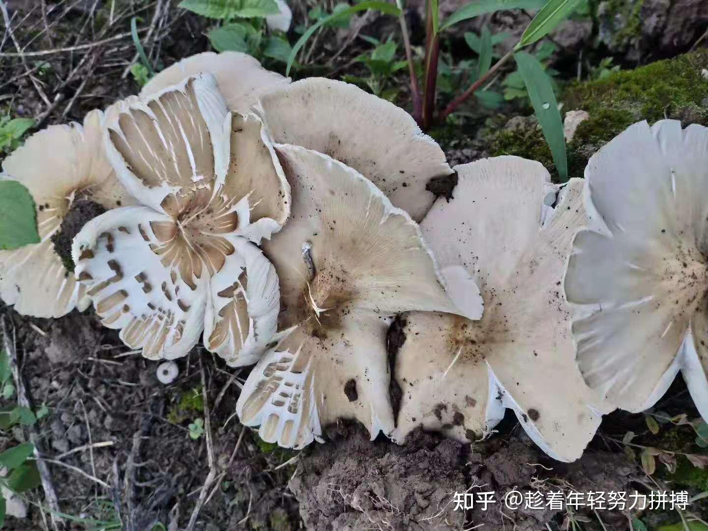 它是菌中上品,营养丰富而备受人们的青睐的鸡枞菌 - 知乎