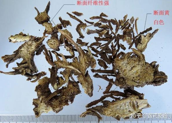 带你识别藁本 - 知乎