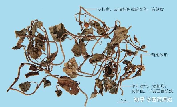 带你识别金钱草