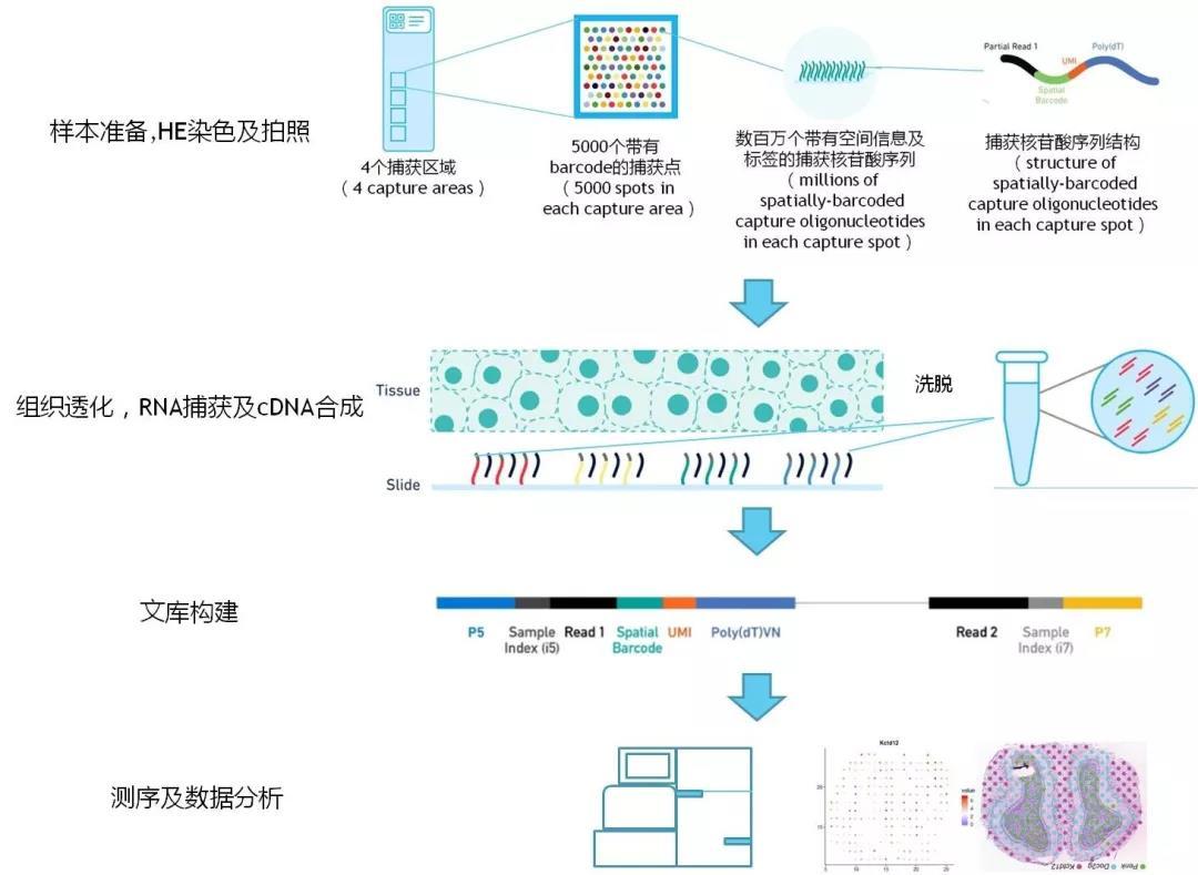什么是空间转录组测序来看这篇就够了