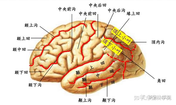 神经功能解剖 - 知乎