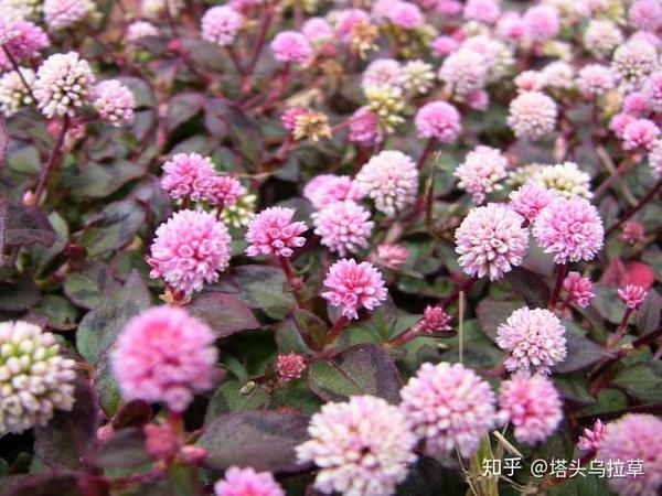 头花蓼和乌拉草的作用和价值都有什么 头花蓼 恩芝网